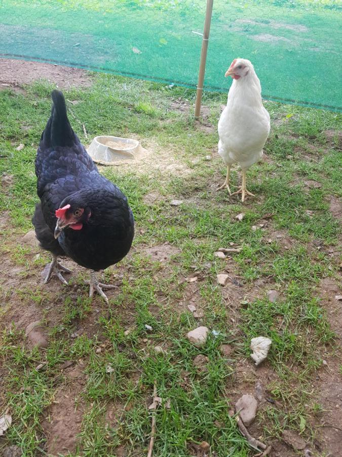 Anascaul Shadow River Farm المظهر الخارجي الصورة